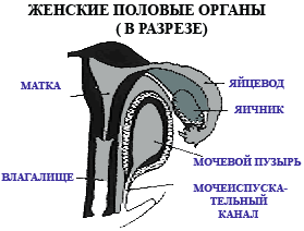 Ракушка форма женского органа. Женский половой орган в разрезе. Женская половая система в разрезе. Вид в разрезе женских половых органов. Из чего состоит женский половой орган.