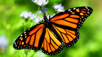 Кто среди бабочек рекордсмен по миграции?