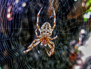 Что значит паутина в жизни пауков?