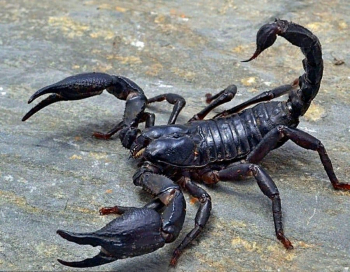 Какой скорпион самый большой?