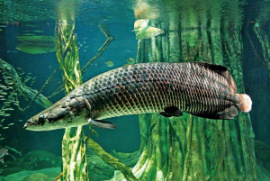 Какая самая большая пресноводная рыба?