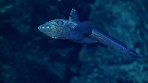 Какие рыбы самые глубоководные?