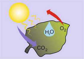 Фотосинтез в природе